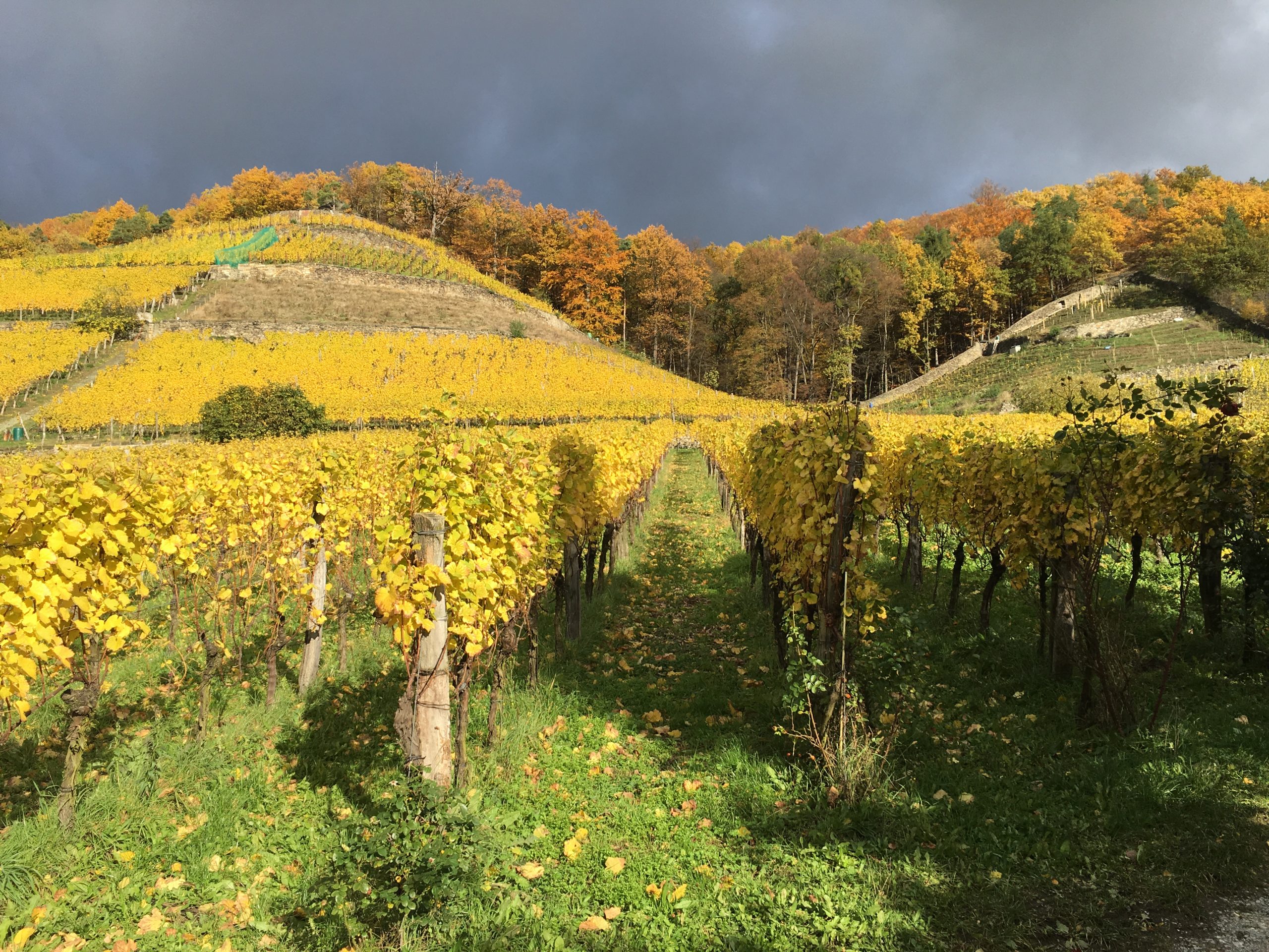 Herbstimpression aus unserem Weinberg