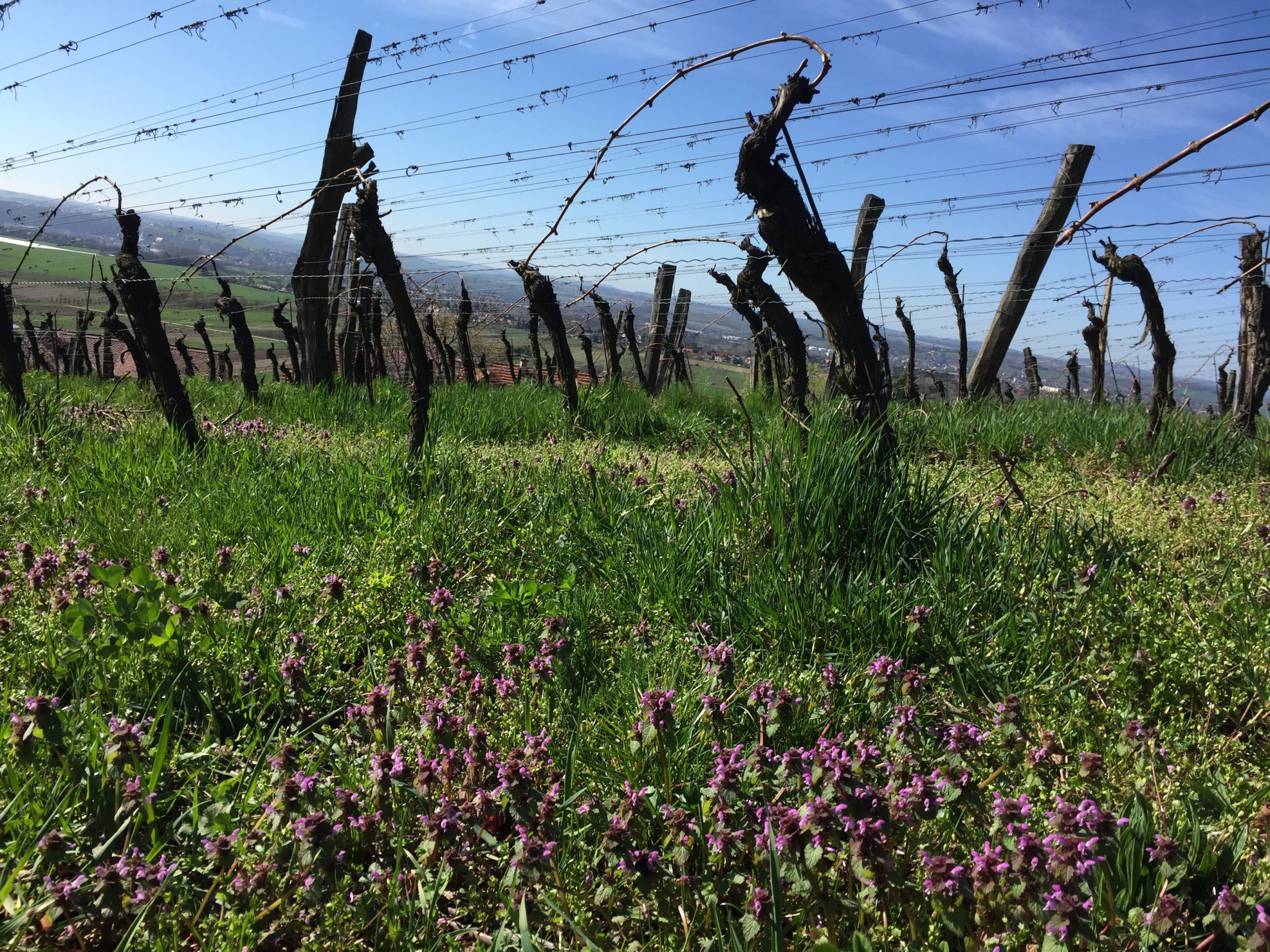 frühling, weinberg