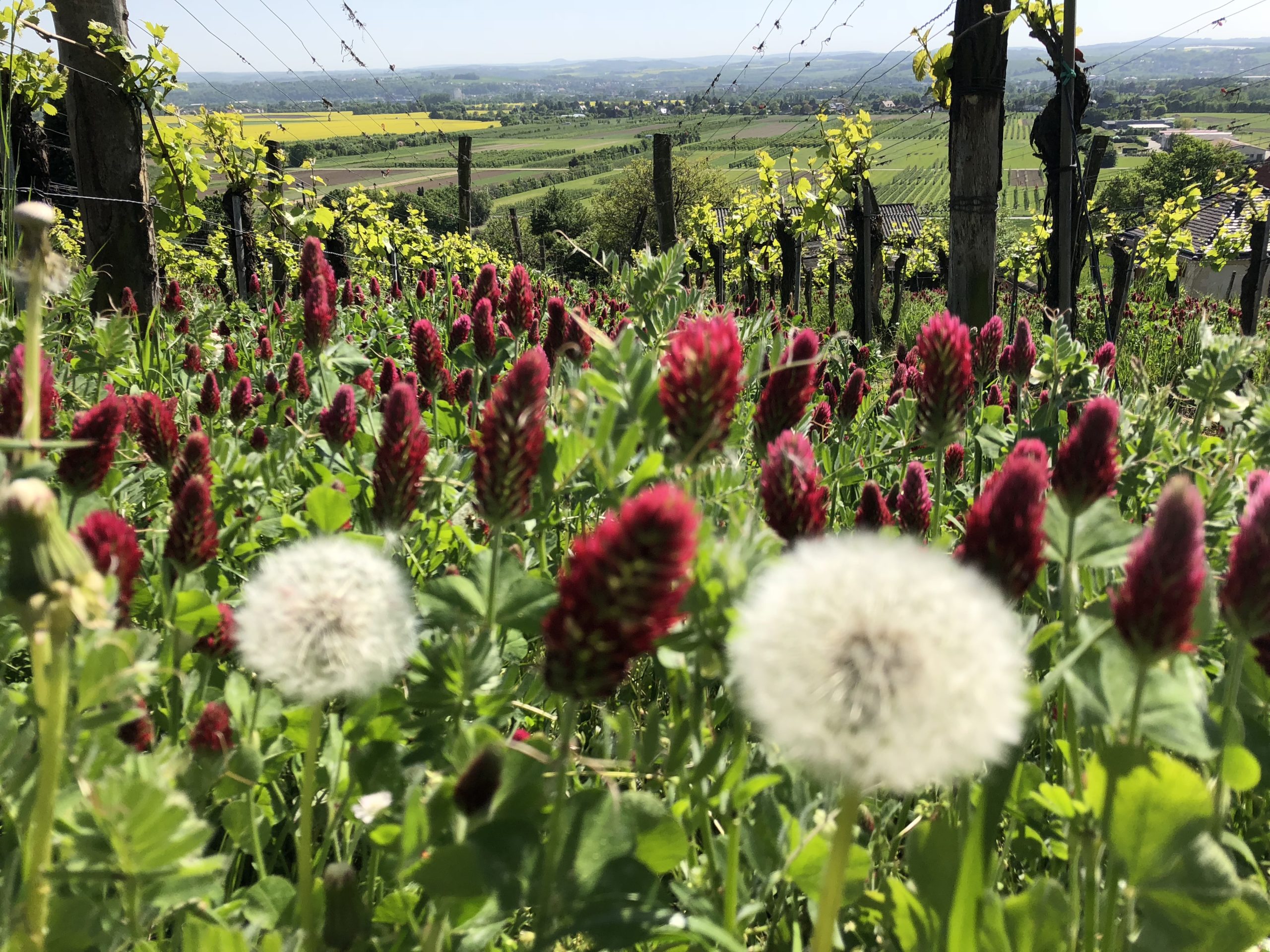 Picknick-Genuss im Weinberg