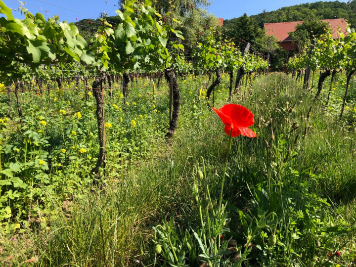 Wildkräuterwanderung in unseren Weinbergen Wildkräuterwanderung in unseren Weinbergen