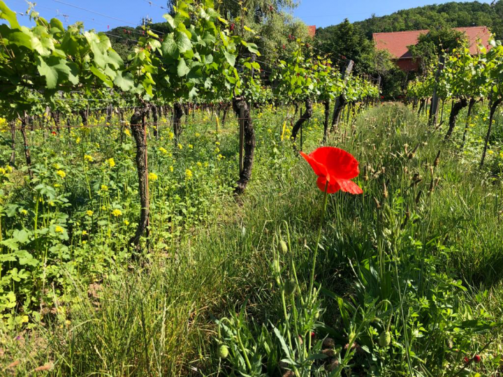 Wildkräuterwanderung in unseren Weinbergen