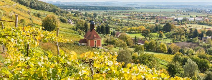 Genussvoll: Tage des offenen Weingutes